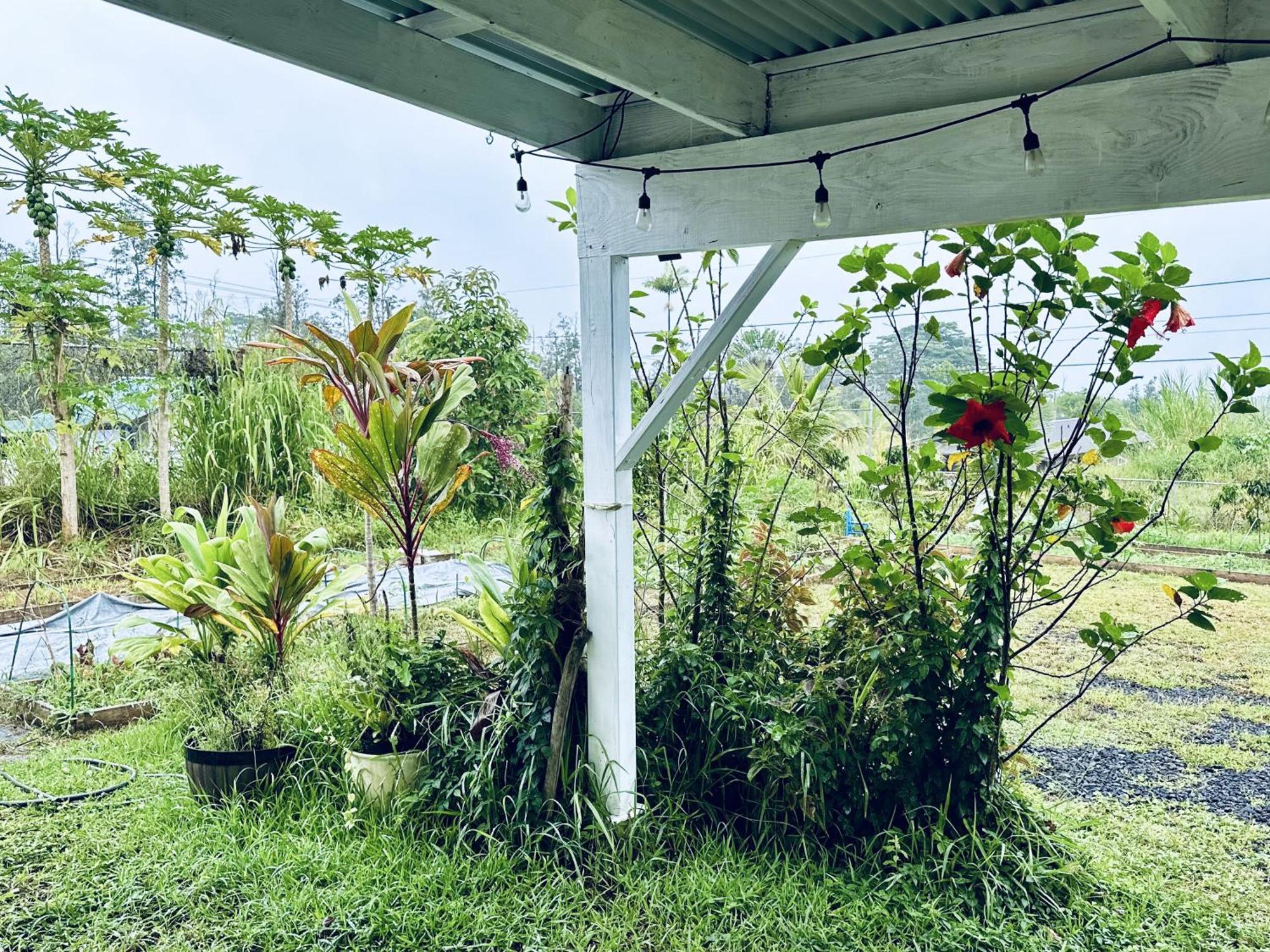 Kope Hale Farm House Near Hilo & Volcano National Park Pahoa Kültér fotó